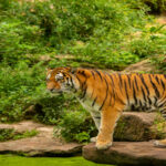 Petra, Jordan: History, Highlights &  Guide